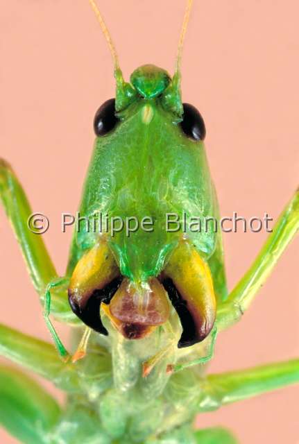 Conocephale Cuba.JPG - Sauterelle Conocephale (Portrait)Bush cricketOrthopteraTettigonidaeConocephalinaeCuba